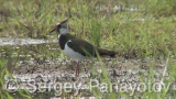 Video of Northern Lapwing - Northern Lapwing in the water of Shabla lake